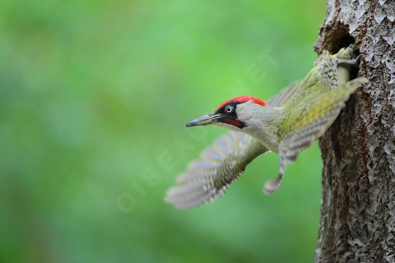 European Green Woodpecker