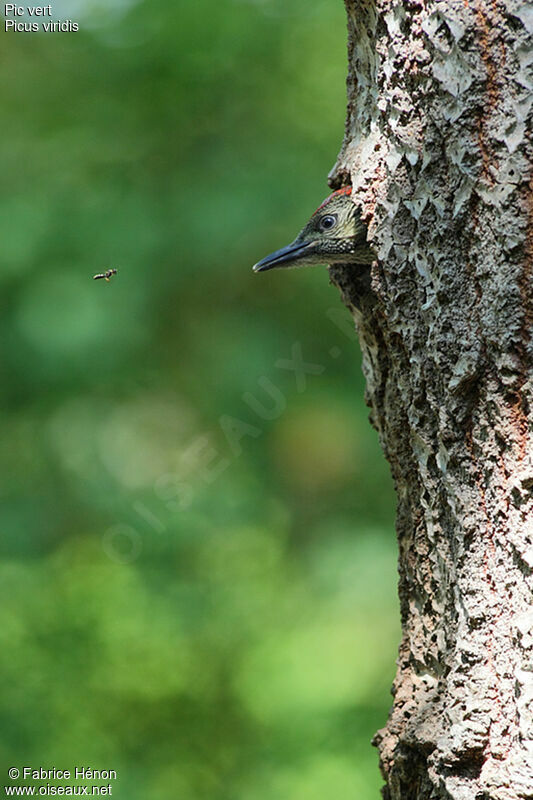 European Green WoodpeckerFirst year, Reproduction-nesting