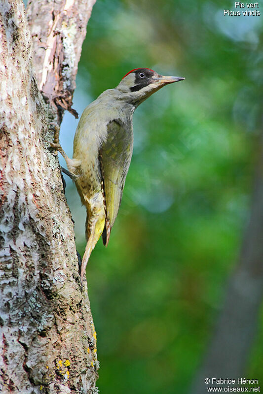 European Green Woodpecker female adult