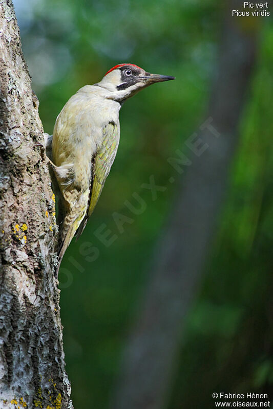 European Green Woodpecker female adult