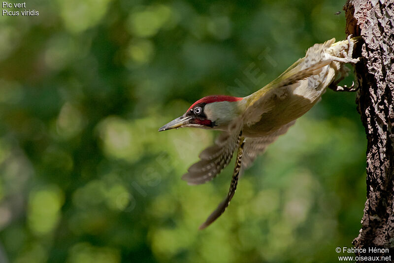 European Green Woodpecker male adult, Flight, Reproduction-nesting