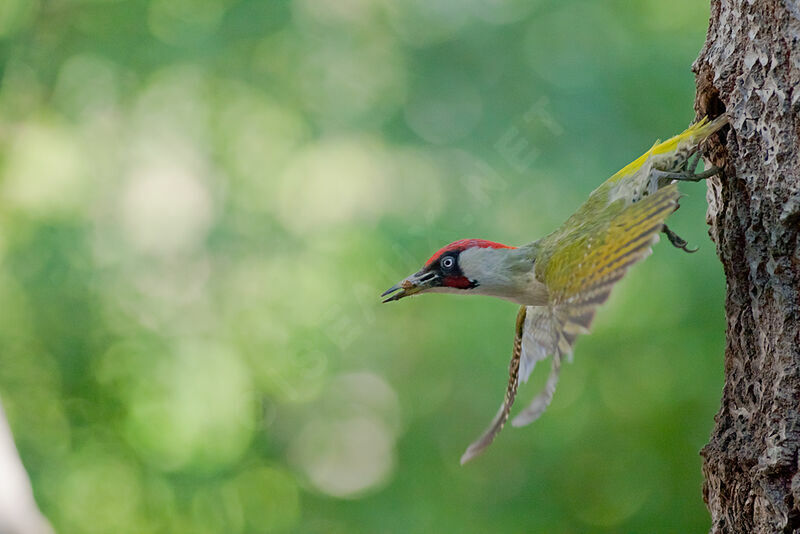 European Green Woodpecker male adult, Flight, Reproduction-nesting