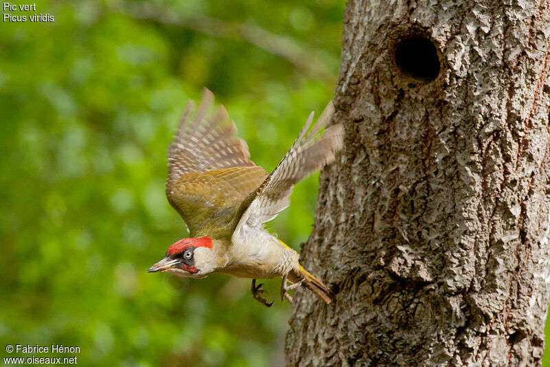 European Green Woodpecker male adult, Flight