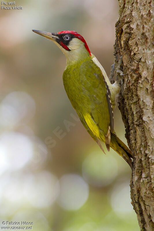 European Green Woodpecker male adult, Reproduction-nesting