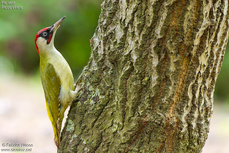 European Green Woodpecker male adult, Reproduction-nesting