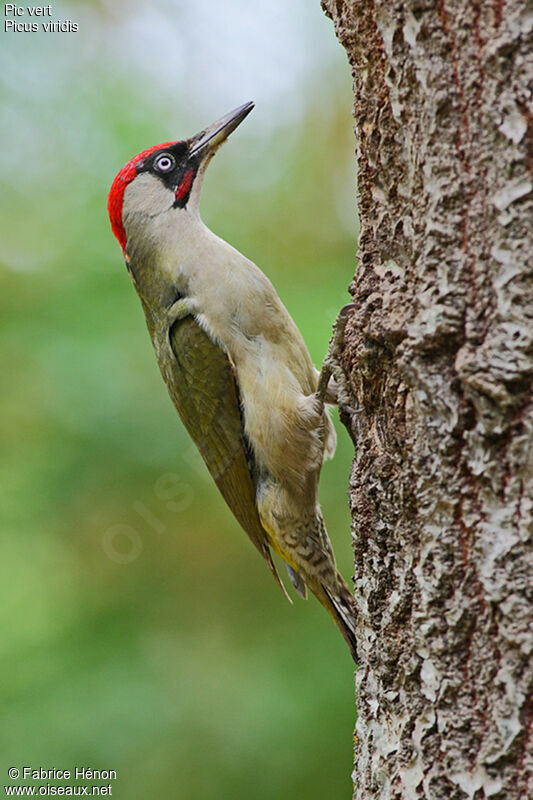 European Green Woodpecker male adult