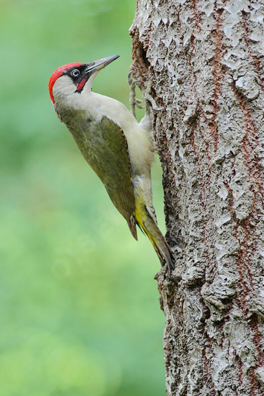 European Green Woodpecker male adult