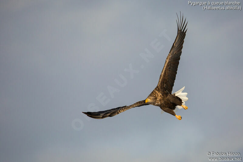 White-tailed Eagleadult, Flight