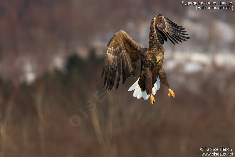 White-tailed Eagleadult, Flight