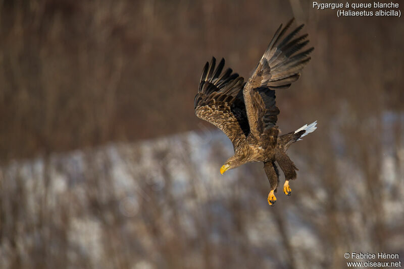 White-tailed Eagleadult, Flight