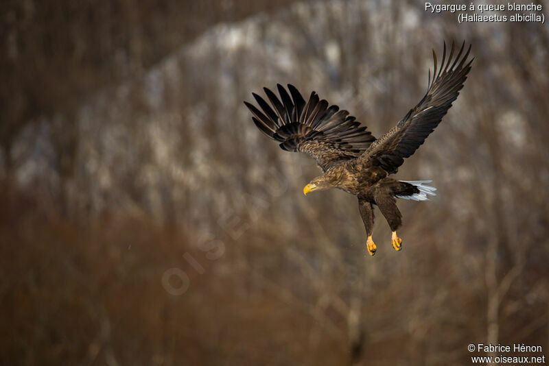 White-tailed Eagleadult, Flight