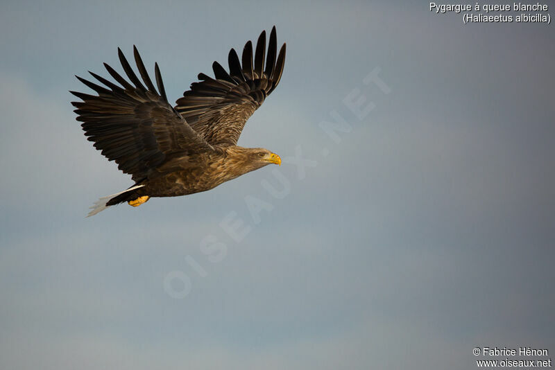 White-tailed Eagleadult, Flight