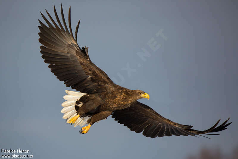 White-tailed Eagleadult breeding, Flight