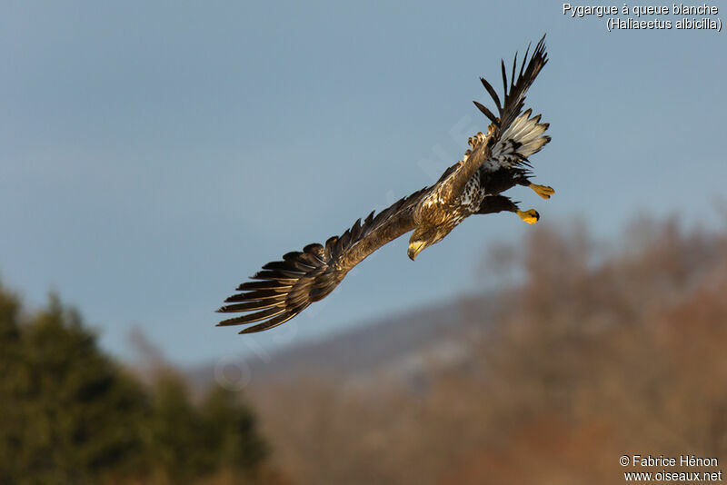 White-tailed Eagleimmature, Flight