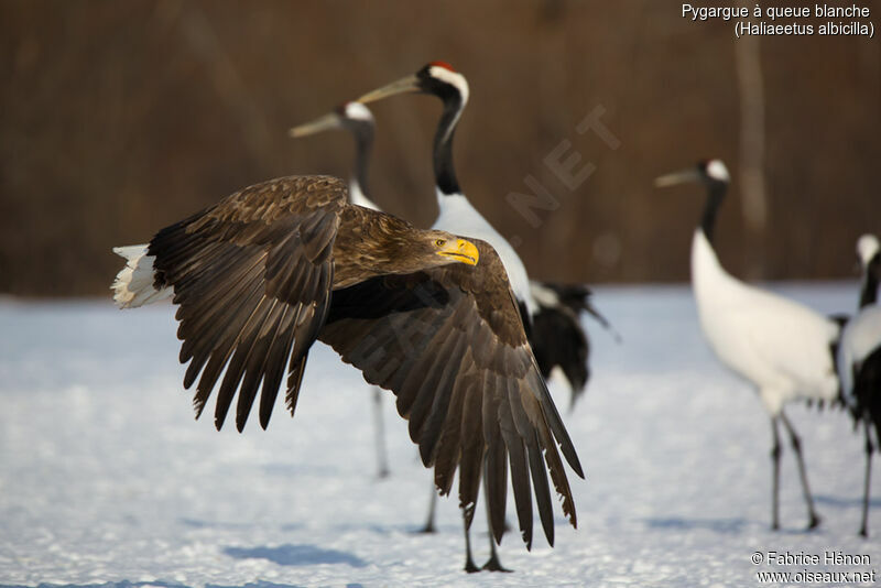 White-tailed Eagleadult, Flight