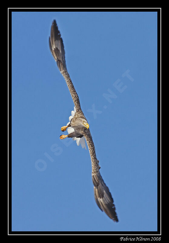 White-tailed Eagle