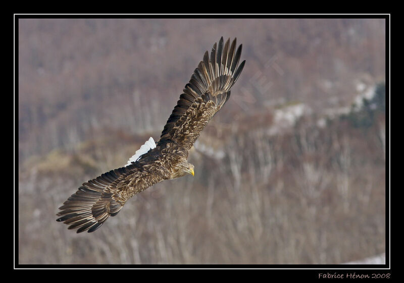 White-tailed Eagleadult