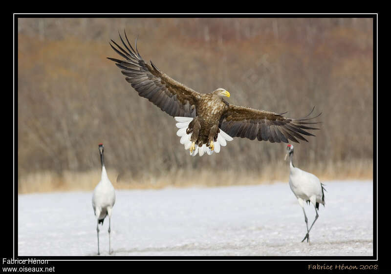 White-tailed Eagleadult, pigmentation, Flight