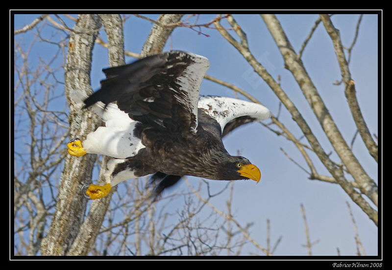 Steller's Sea Eagleadult post breeding