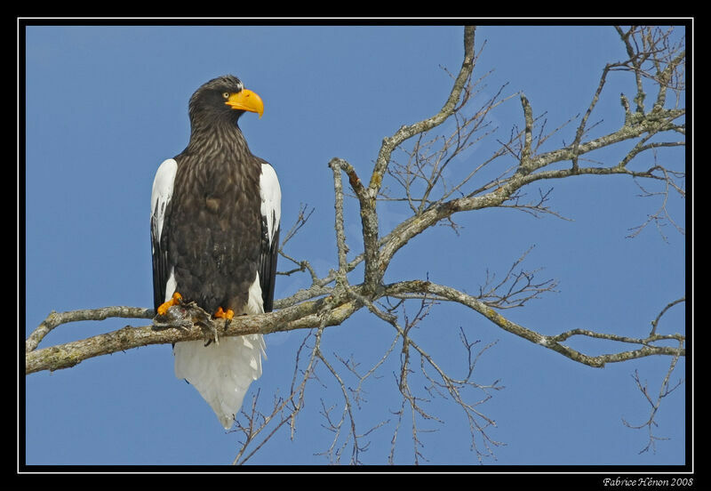 Steller's Sea Eagleadult post breeding