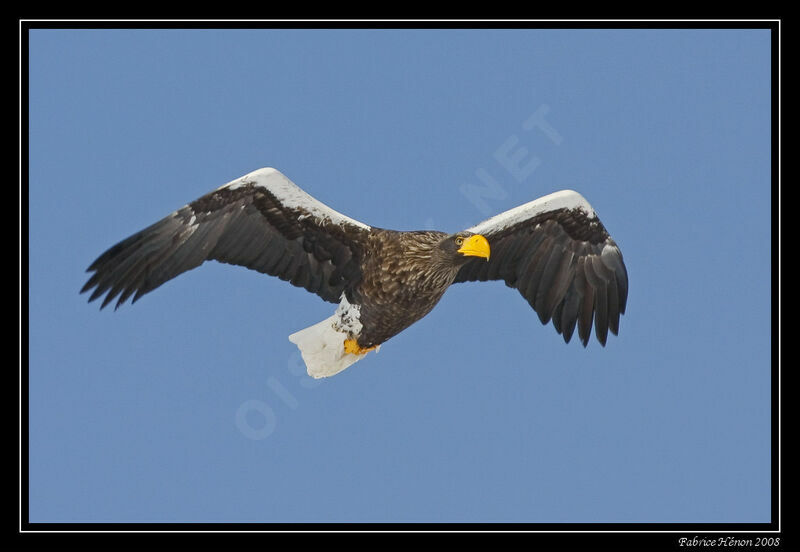 Steller's Sea Eagleadult post breeding