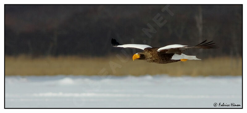 Steller's Sea Eagleadult, Flight