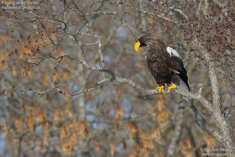 Steller's Sea Eagleadult, Behaviour