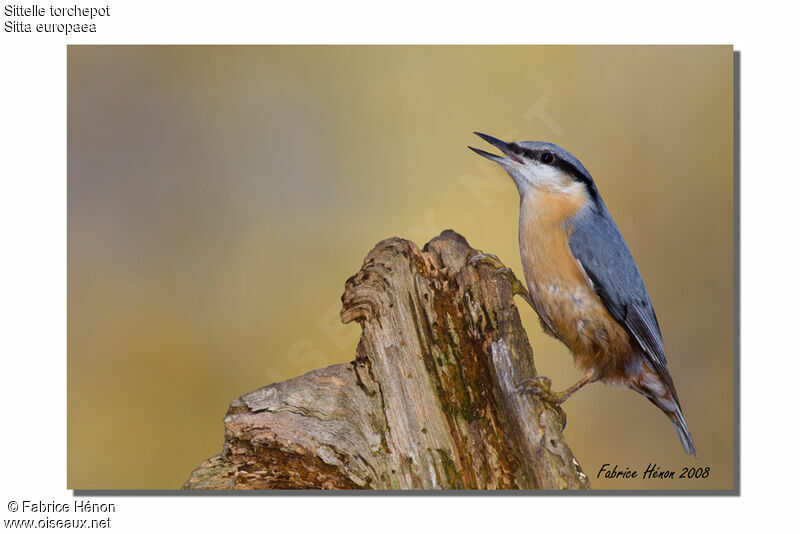 Eurasian Nuthatch