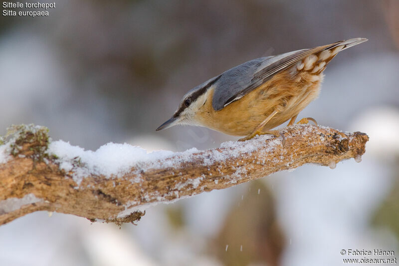 Eurasian Nuthatchadult, identification