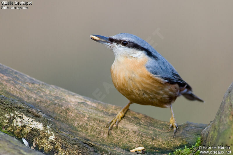 Eurasian Nuthatchadult, identification