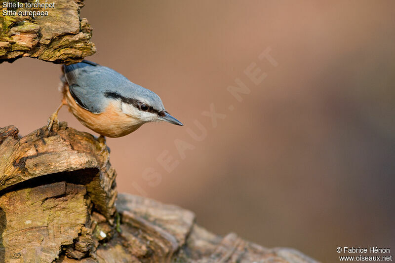 Eurasian Nuthatchadult