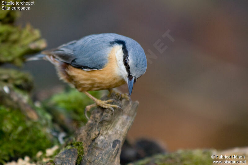 Eurasian Nuthatchadult, identification