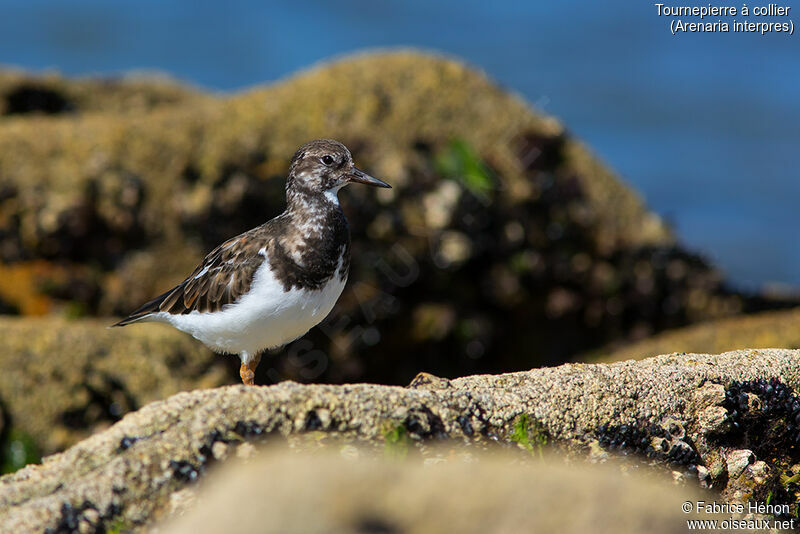 Tournepierre à collier, identification