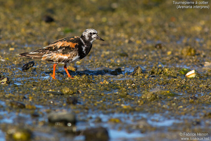 Tournepierre à collieradulte, identification