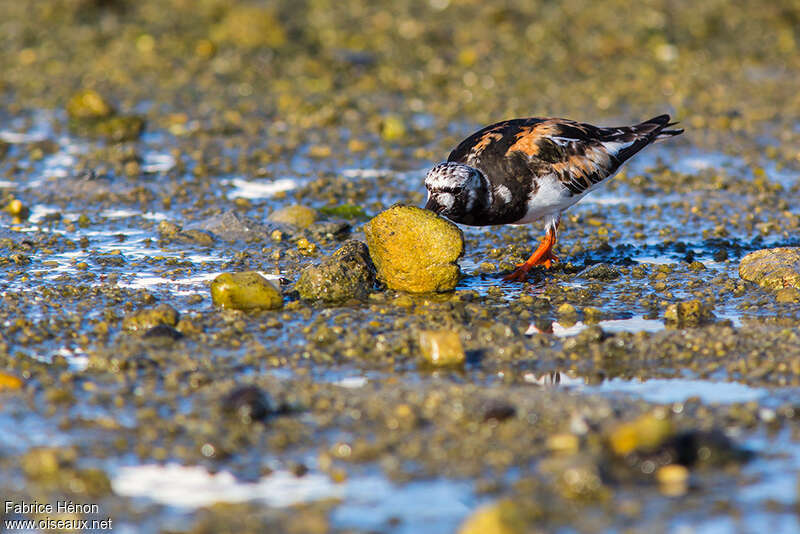 Tournepierre à collieradulte, pêche/chasse, Comportement