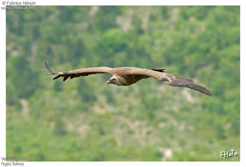 Vautour fauve