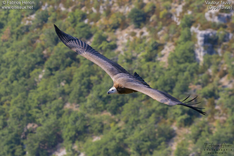 Vautour fauve, Vol