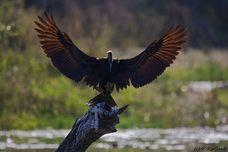 Anhinga d'Afrique