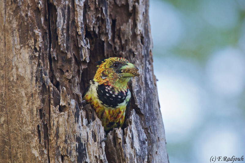 Crested Barbet