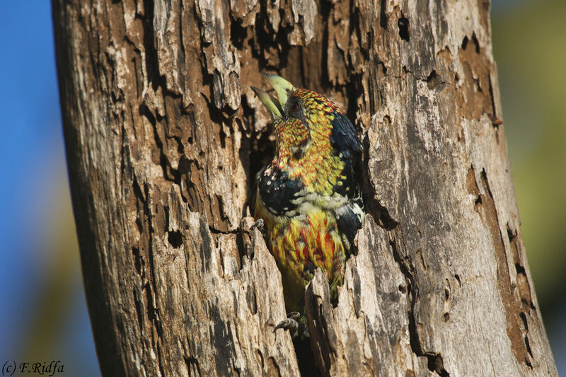 Crested Barbet