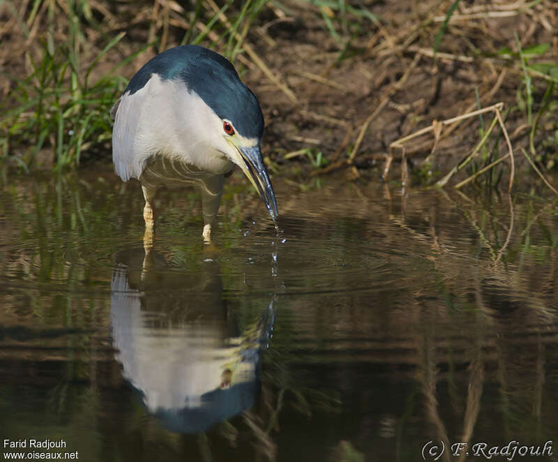 Black-crowned Night Heronadult, fishing/hunting