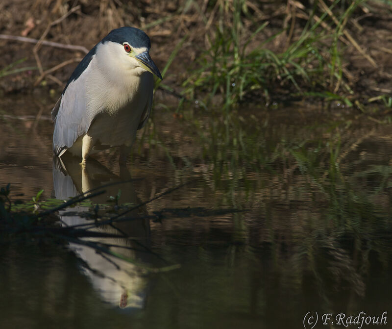 Black-crowned Night Heron