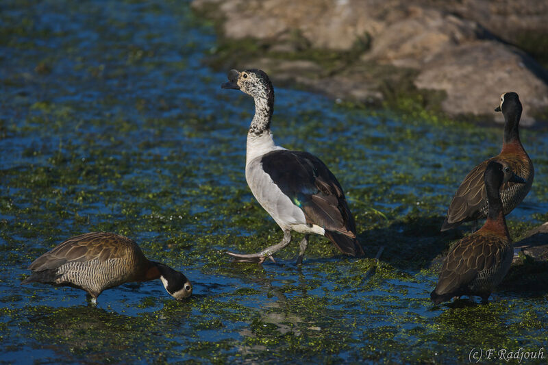 Knob-billed Duck