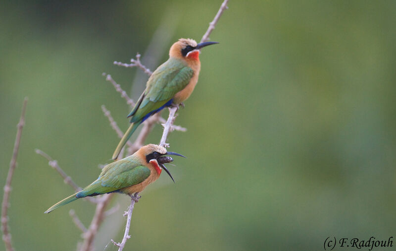 White-fronted Bee-eater