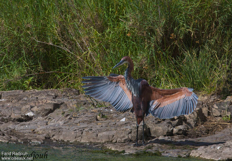 Goliath Heronadult, care, Behaviour