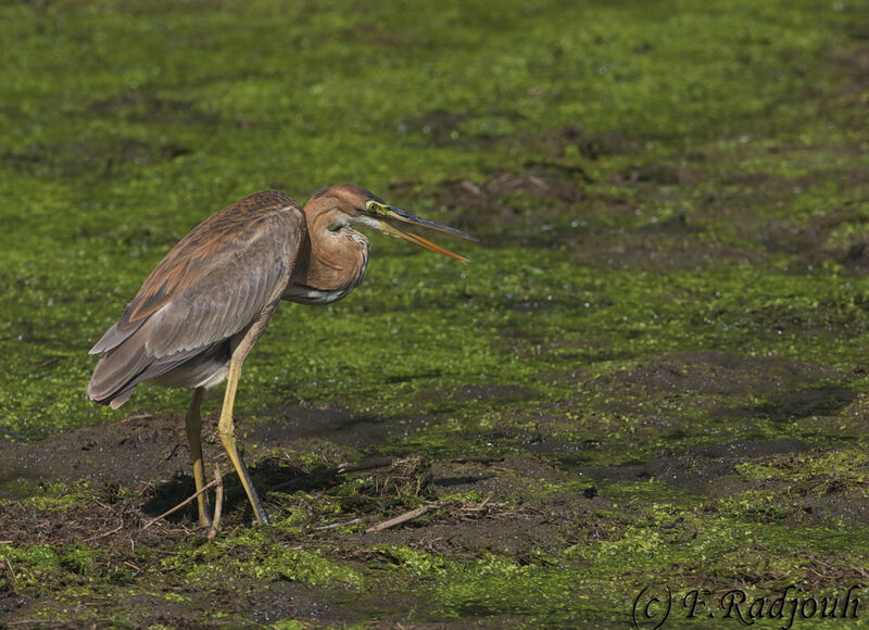 Purple Heron