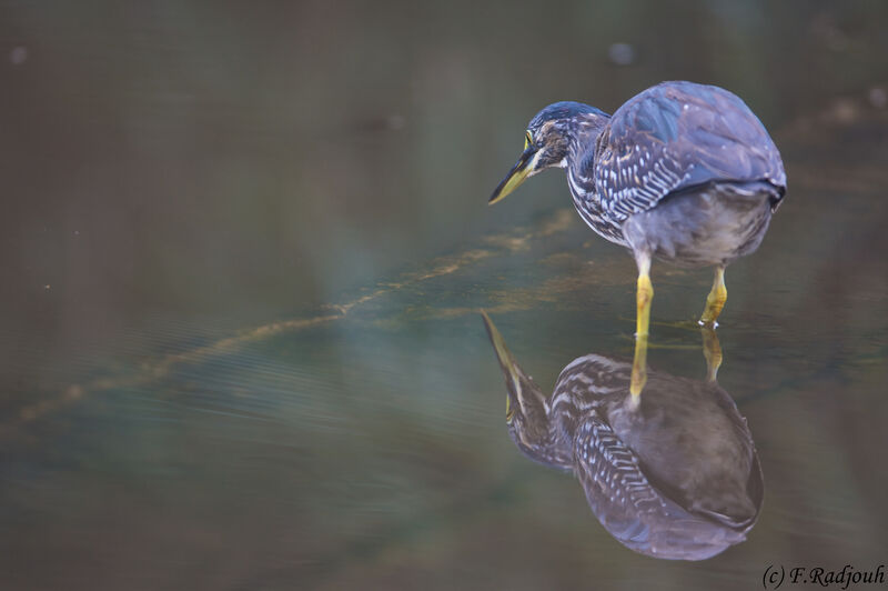 Striated Heron