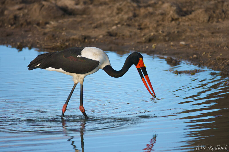 Jabiru d'Afrique