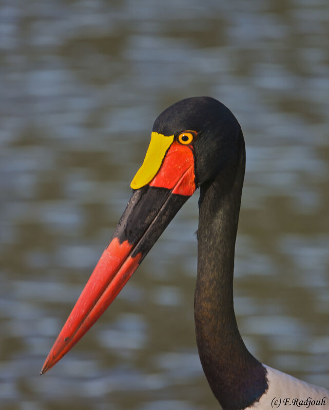 Saddle-billed Stork