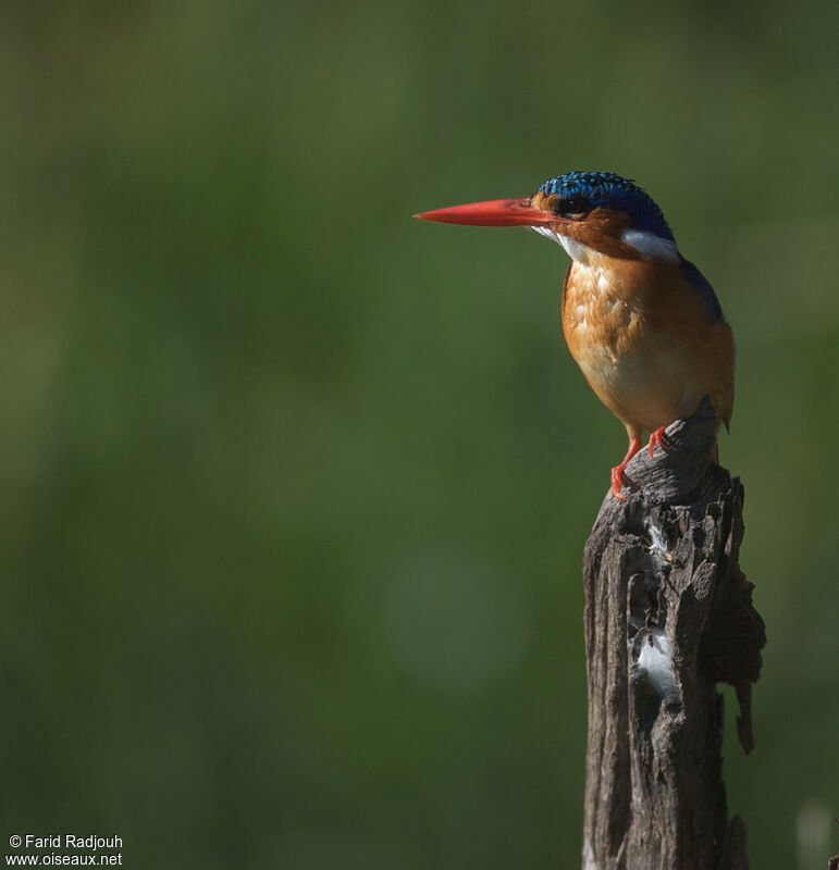 Malachite Kingfisher